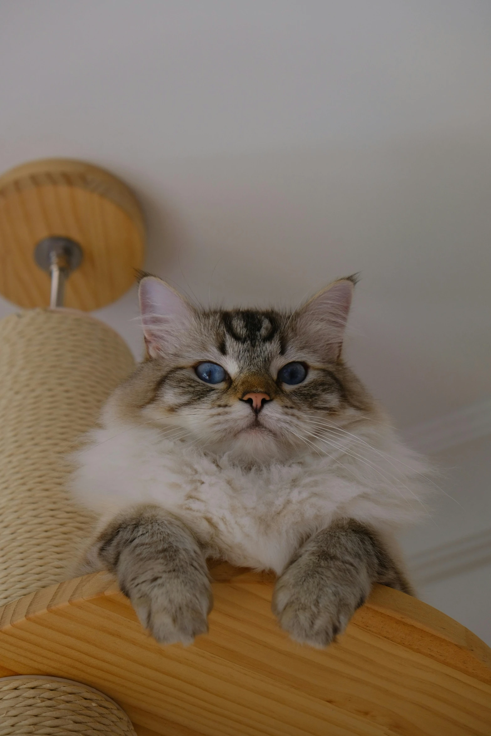 a cat sitting on top of a chair next to a wooden pole