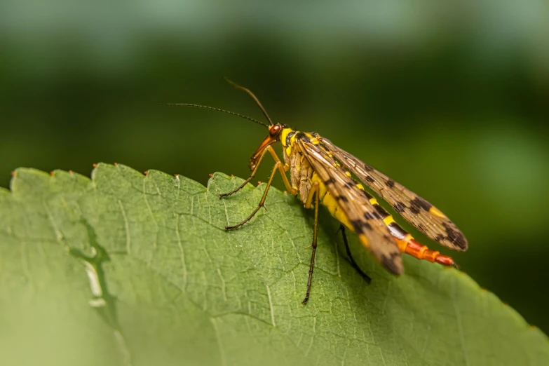 a close up of a bug on top of a leaf