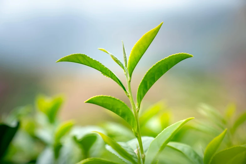 an image of the green leaves of a plant