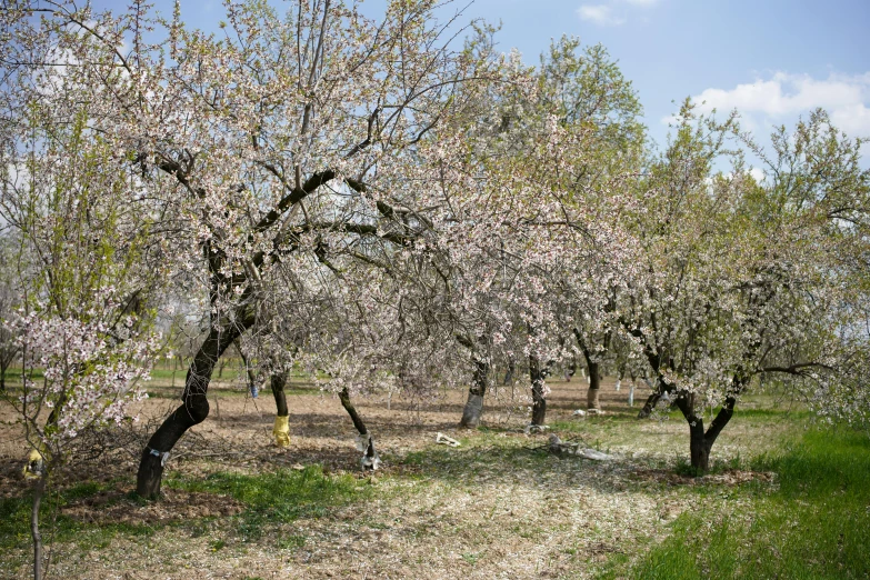 a field with trees that are very small and no leaves