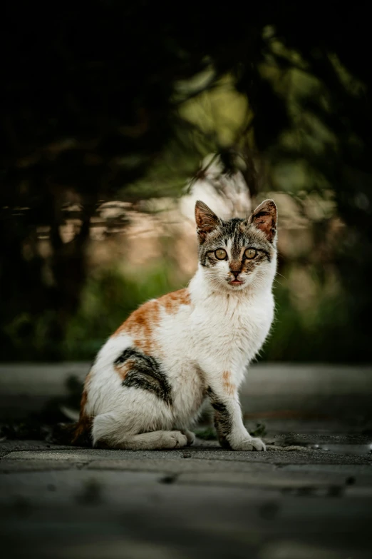 a cat sitting on concrete in a dark forest