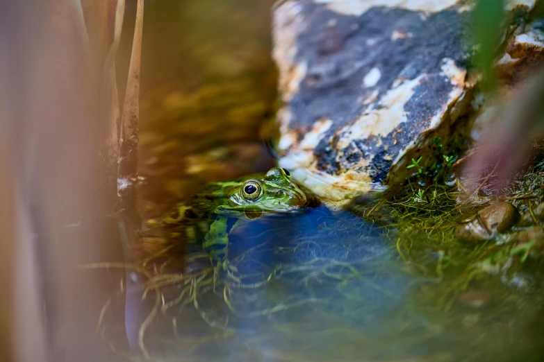 a small frog is sitting in the grass