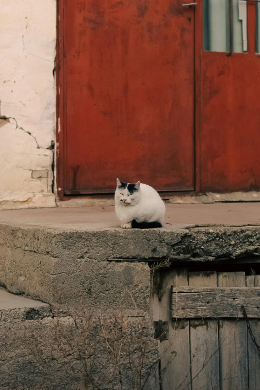 a white and black cat sitting on a ledge in front of a door