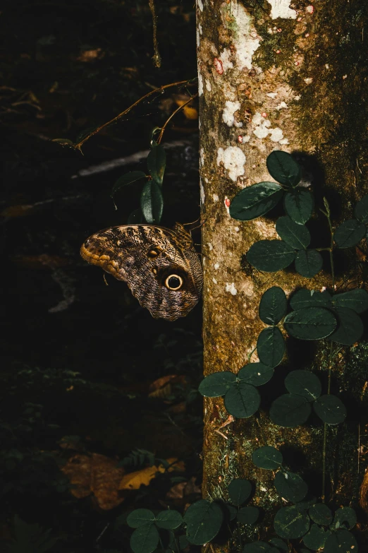 a brown and white erfly in a green forest