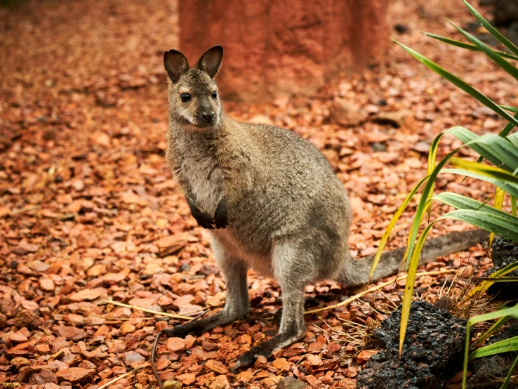 a small kangaroo sitting on top of red leaves