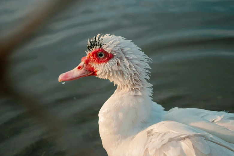 a white duck is in some water with some red beaks