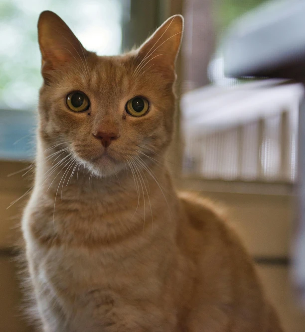 a cat that is sitting in the floor