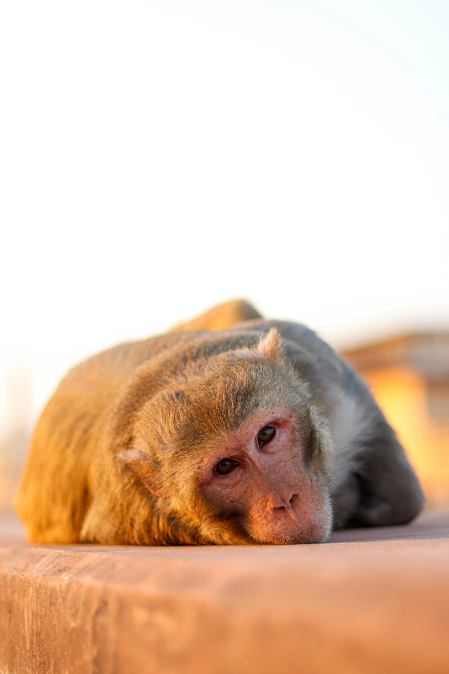 a monkey is laying on a table near a building