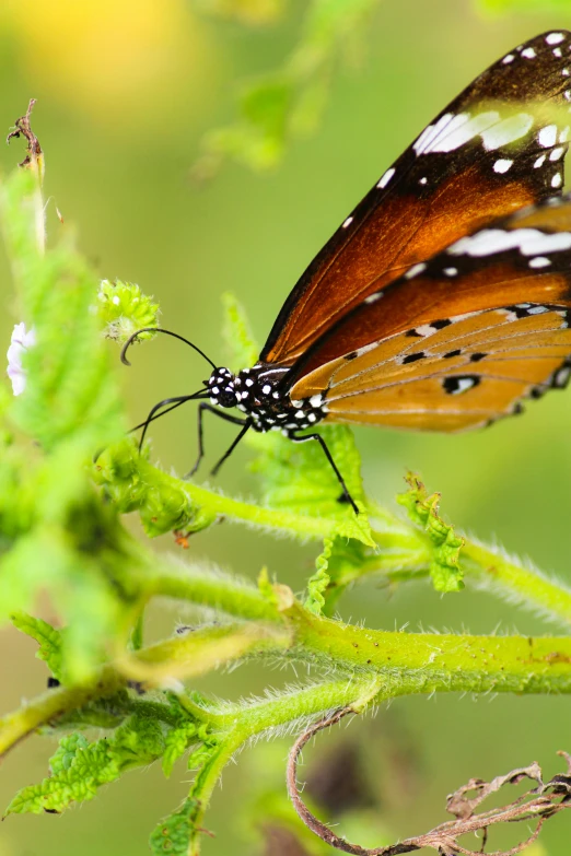 a close up of a large brown and white erfly on a plant