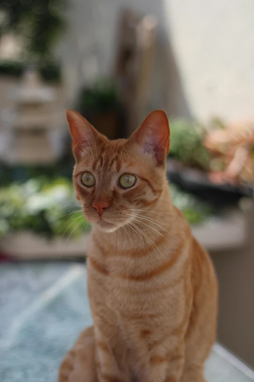 a tan cat with very large ears sitting on top of a table