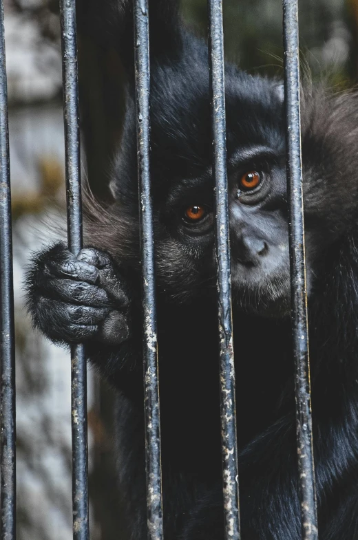 a black monkey with it's head on its hand looking through a bars