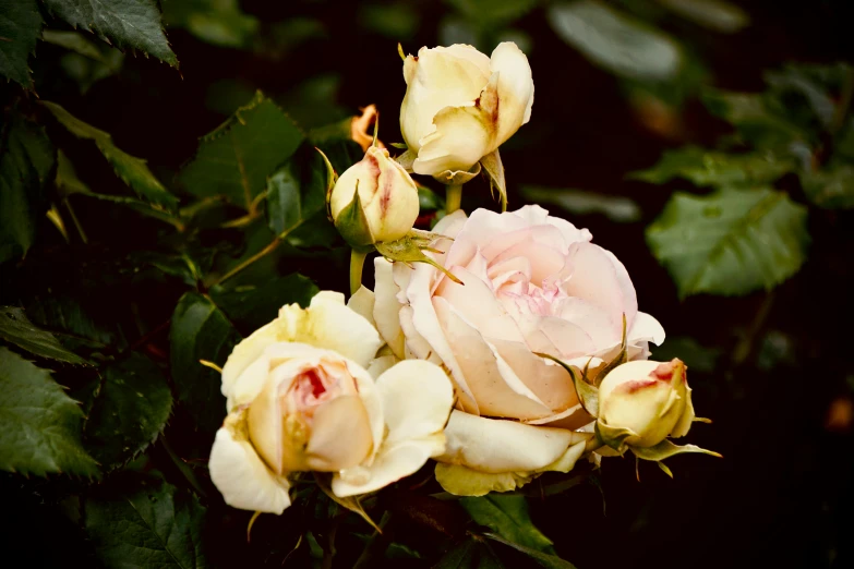 three pretty pink roses blooming in the sun