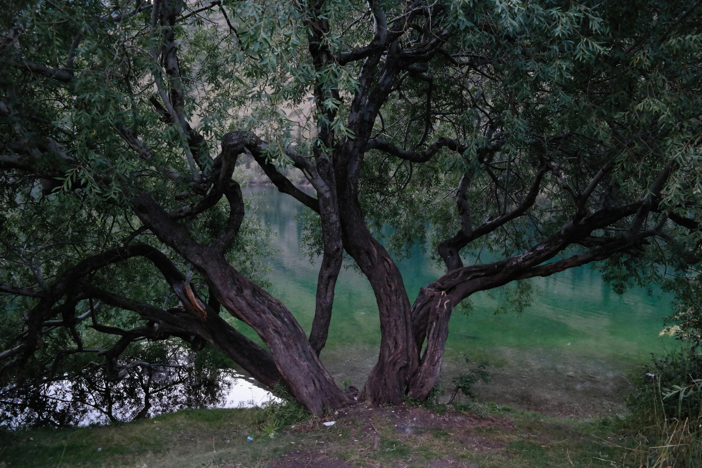 a tree is growing over some water in a field