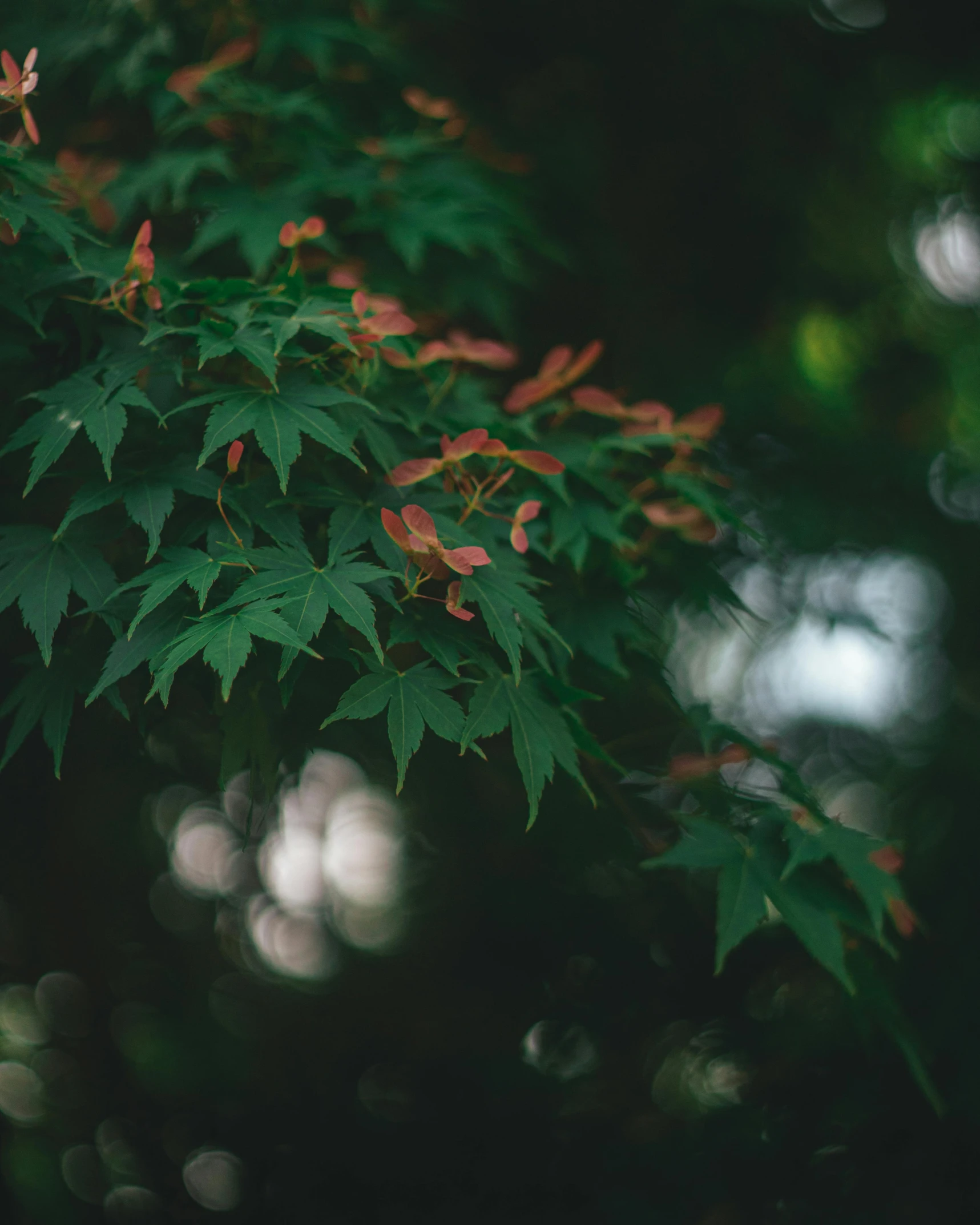 a close up picture of a green tree nch