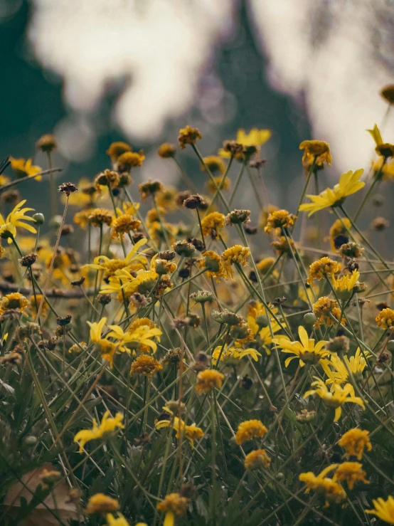 a bunch of flowers in the grass near one another