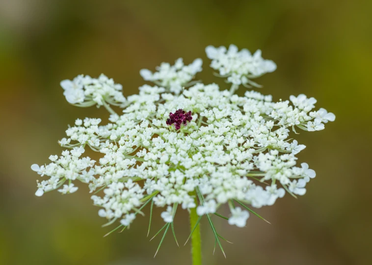 a purple bug that is standing on white flowers