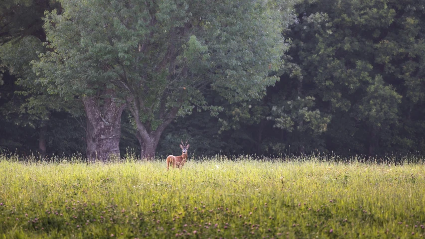 the deer is running in the tall grass