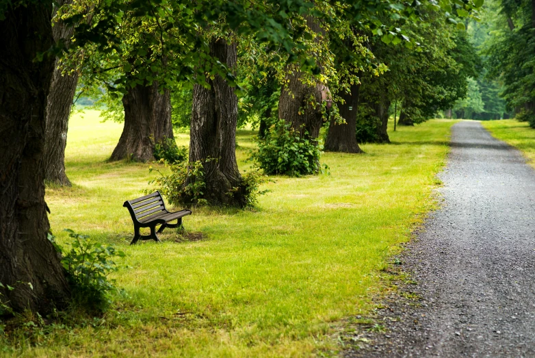 there is a bench and trees in the park