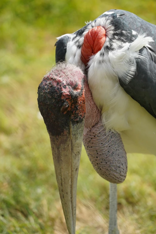 the long beak of a large bird with red and white on it