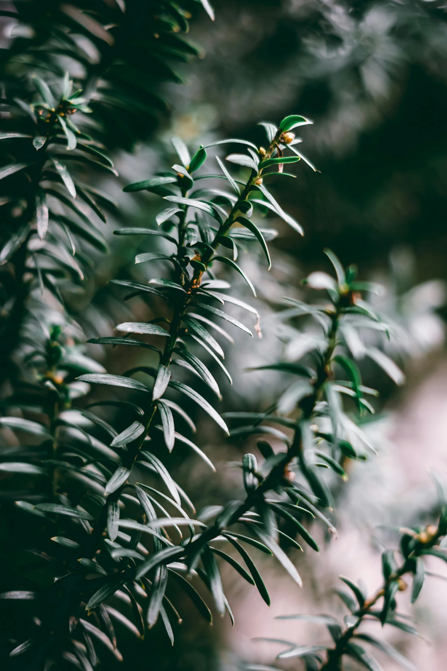 close up of a tree with lots of leaves on it