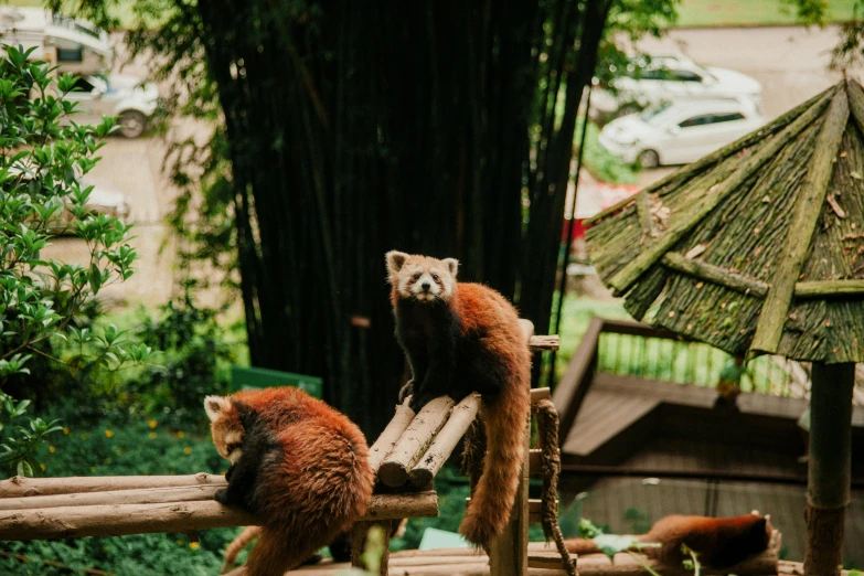 two red pandas sitting on a swing in an enclosure