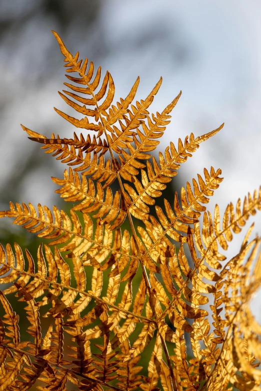 a closeup of the large golden leaves of a plant