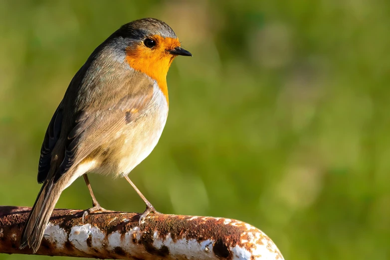 a small bird standing on the arm of an old iron beam