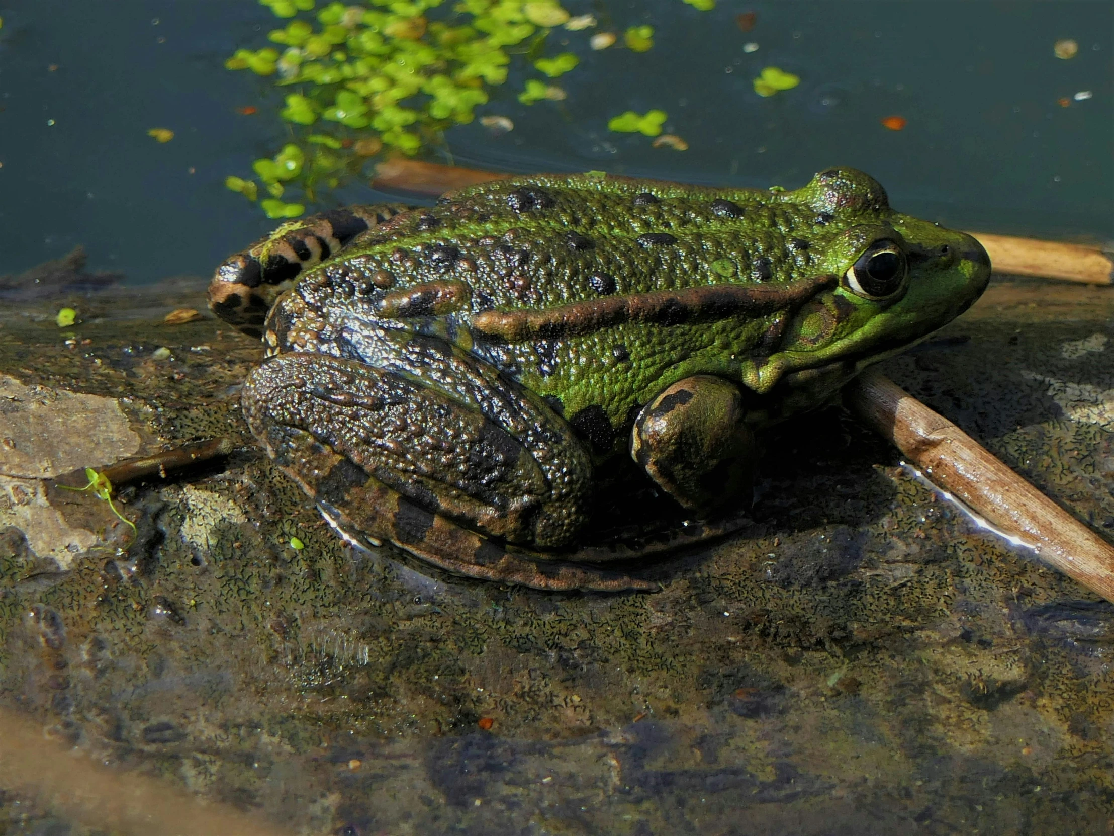 a frog is sitting in the pond and chewing on a stick