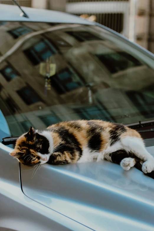 a cat laying on the hood of a car in front of a window