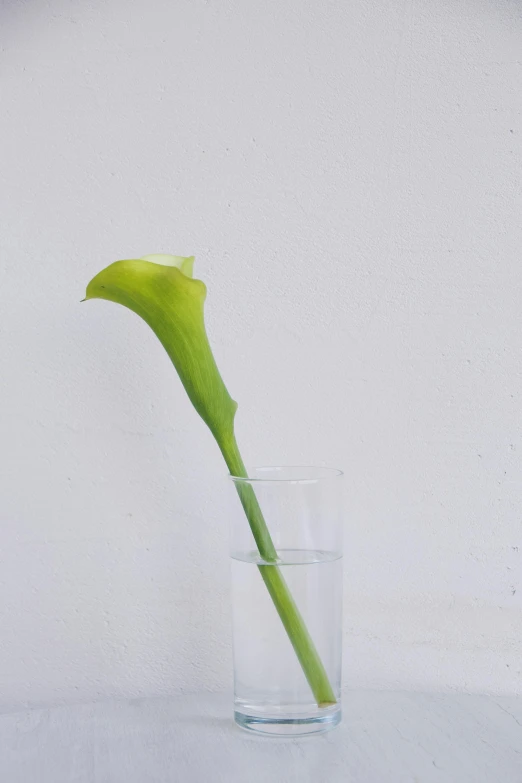 a single leaf in a glass on a table