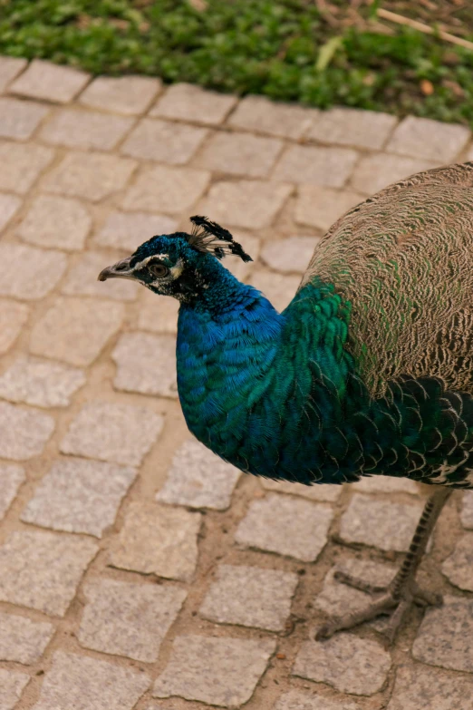 there is a peacock standing on the sidewalk