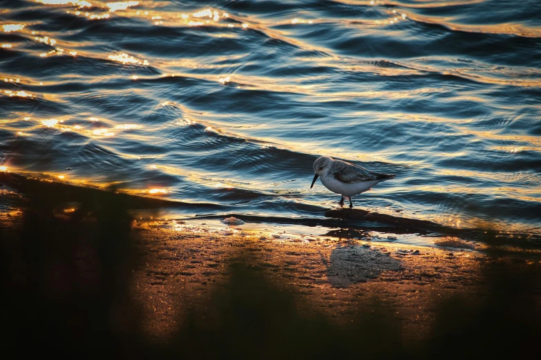 a small bird standing on top of the water