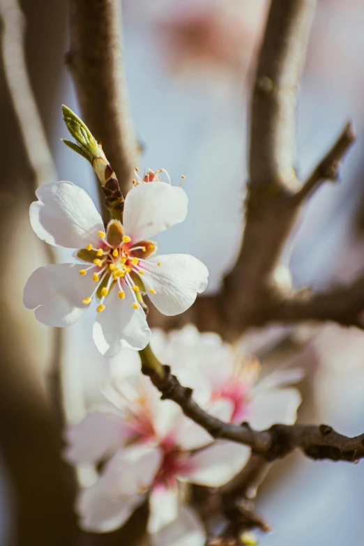 flowers on a flowering tree in the sun