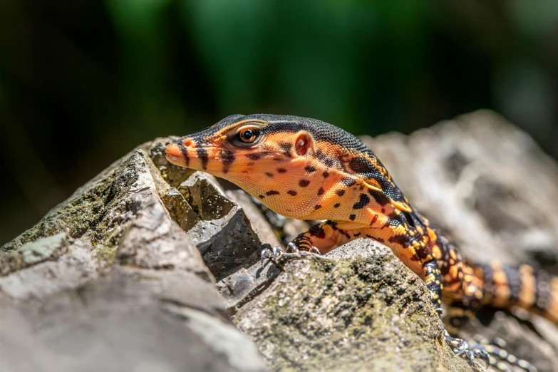 a striped orange lizard is sitting on a rock