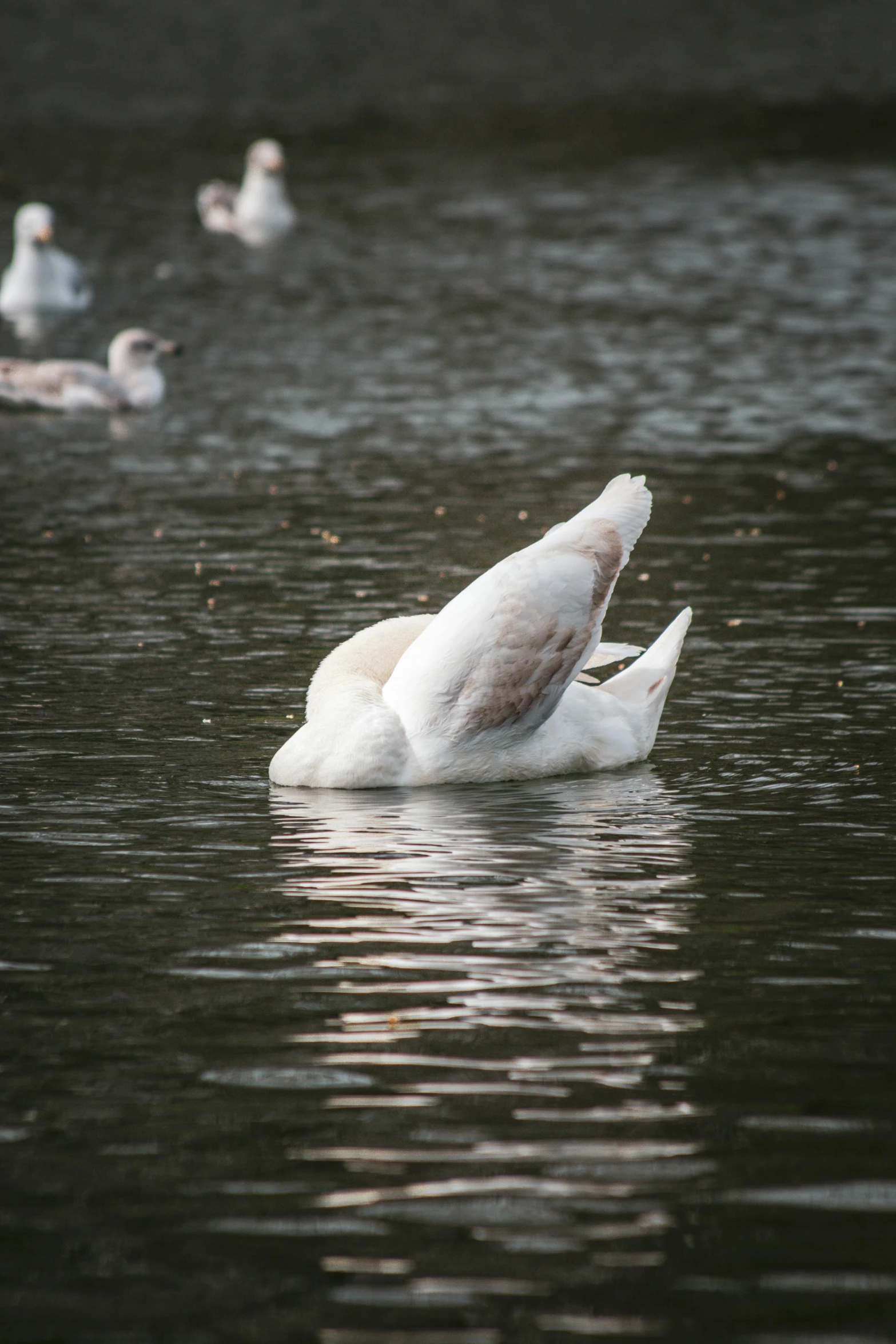 several swans in the water together on a lake