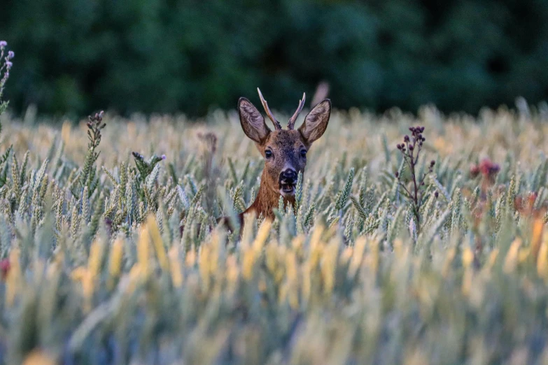 a deer is peeking out of tall grass