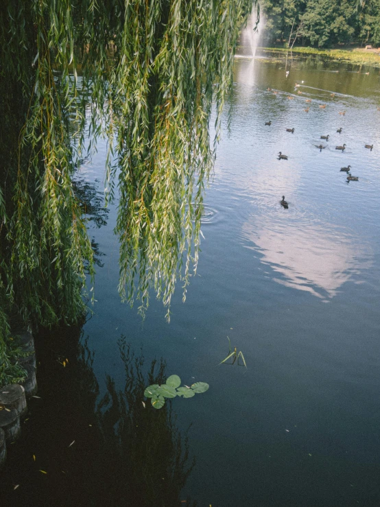 many ducks and ducks in the water