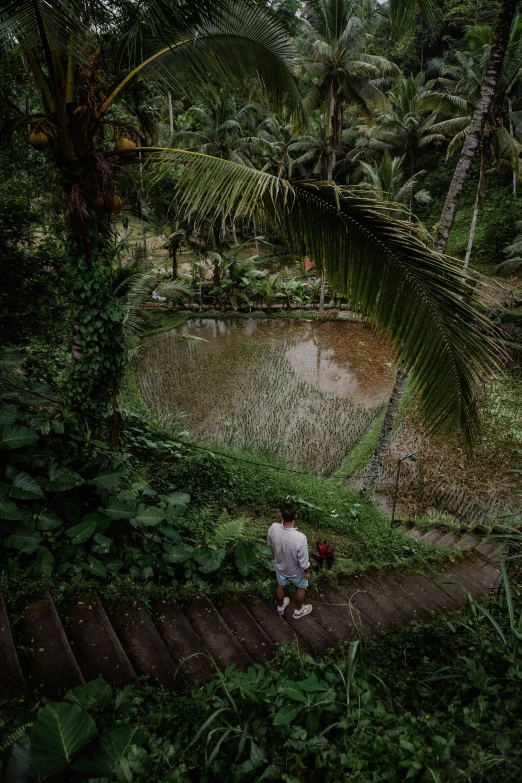 man standing in jungle near tree and stairway