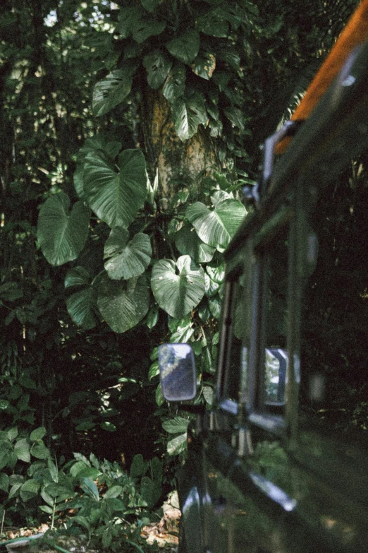 an old car parked under a lush green forest