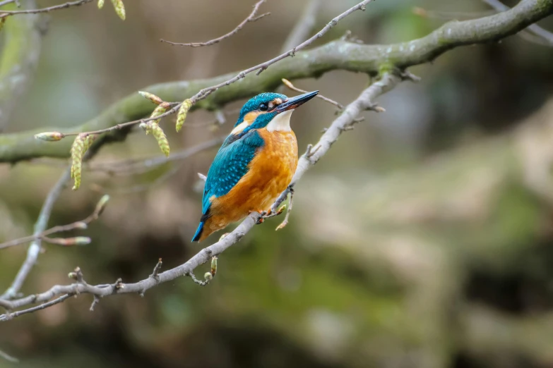 colorful bird sitting on nch surrounded by tree nches