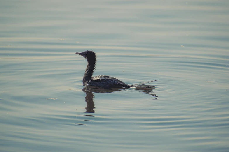 a duck that is floating down the river