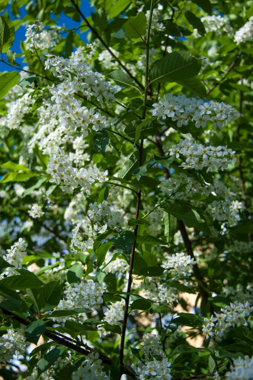 some white flowers and green leaves on some tree nches