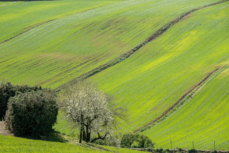 a view of some very green fields with several trees