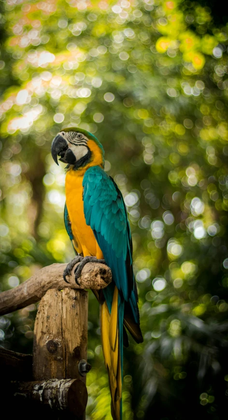 a colorful bird sitting on a tree nch