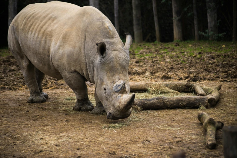 a rhinoceros eats hay in an enclosure at the zoo