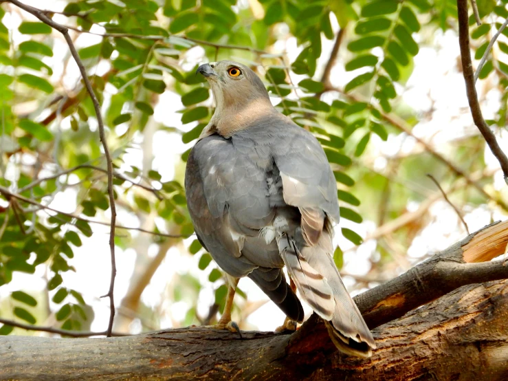 a gray bird is sitting on a tree nch