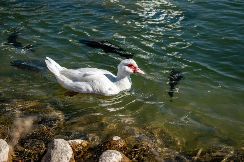 two ducks swim in the water near some rocks