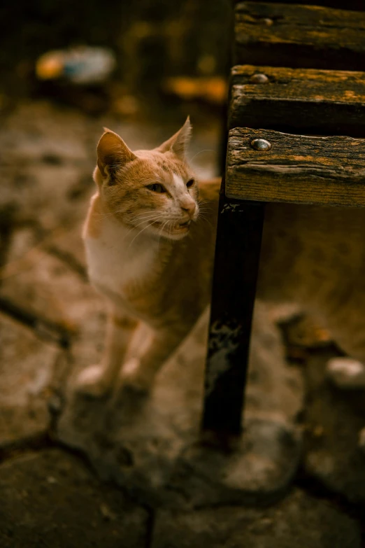a cat sitting underneath a bench on a stone pavement
