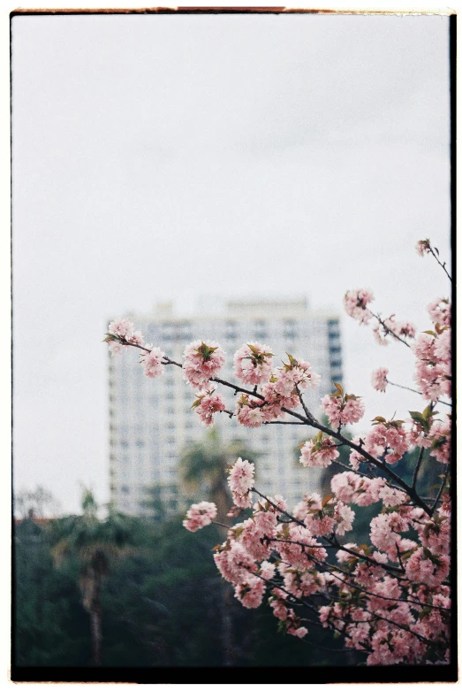 pink flowers are growing on a tree in front of buildings