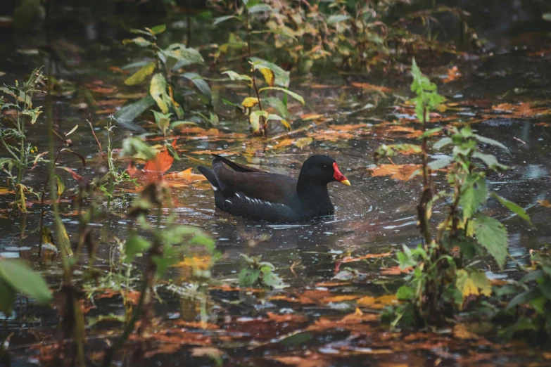 a duck that is floating in the water